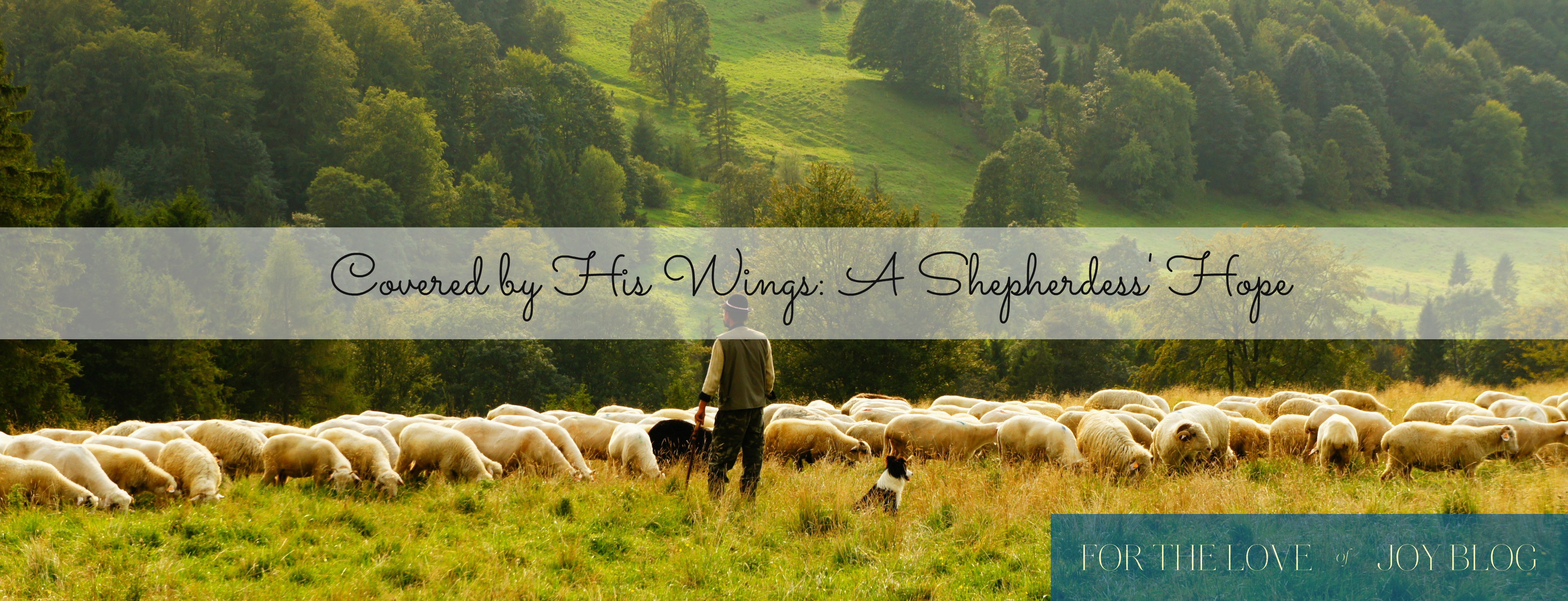 Covered By His Wings: A Shepherdess’ Hope
